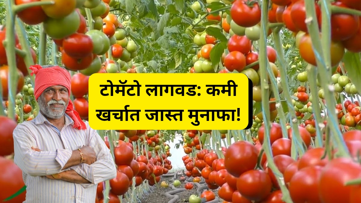 टोमॅटो लागवड