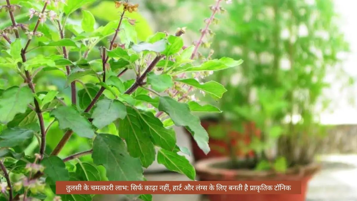 तुलसी के चमत्कारी लाभ
